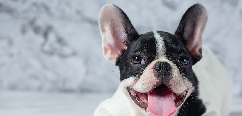 french-bulldog-dog-breeds-white-polka-do