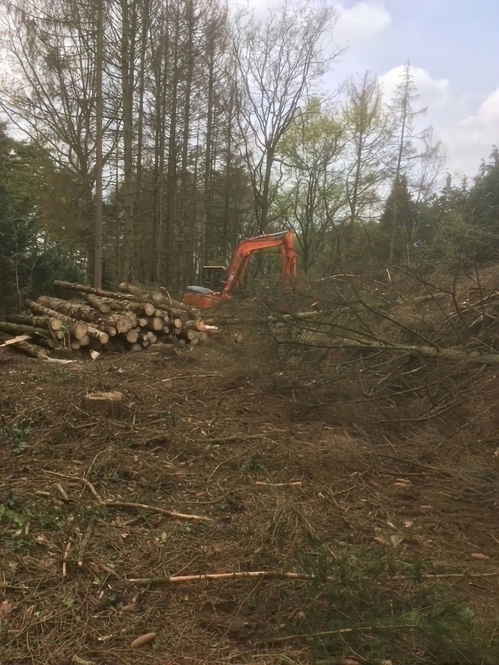 Jewa Groenservice_Rooien van bomen