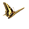 butterfly_10.gif