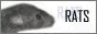 ratz.gif