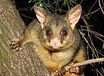 Possum Pest Control