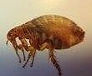 Fleas Pest Control