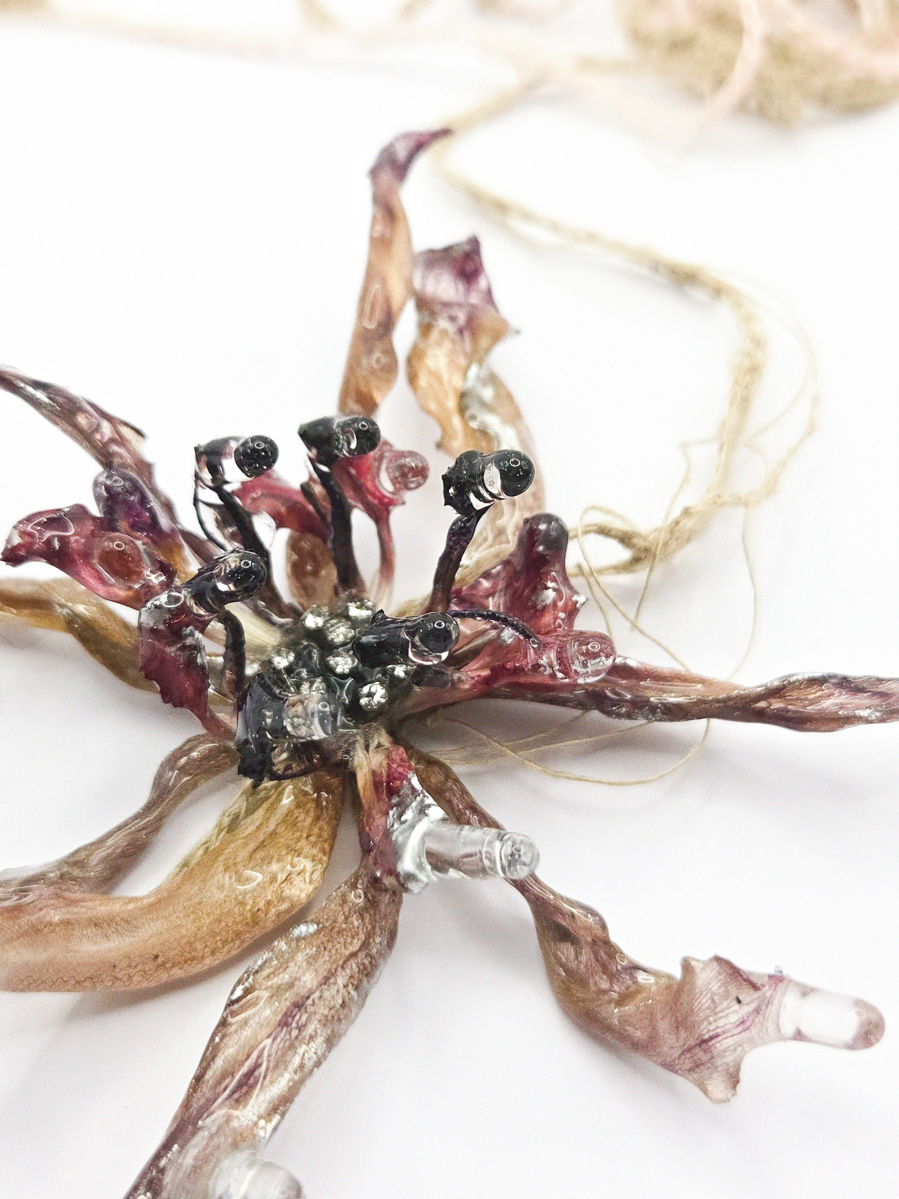 SPECIMEN 08 x Spider Lily