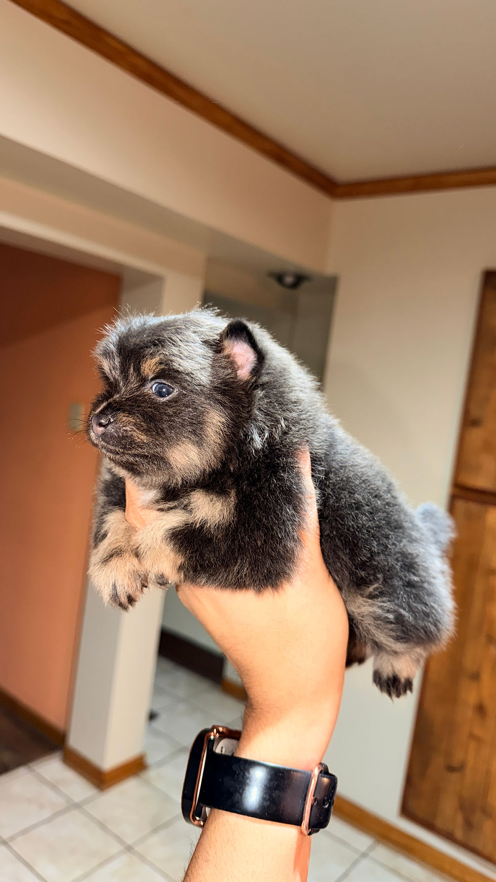 Thumbnail: "Blitzen" Blue and tan Female