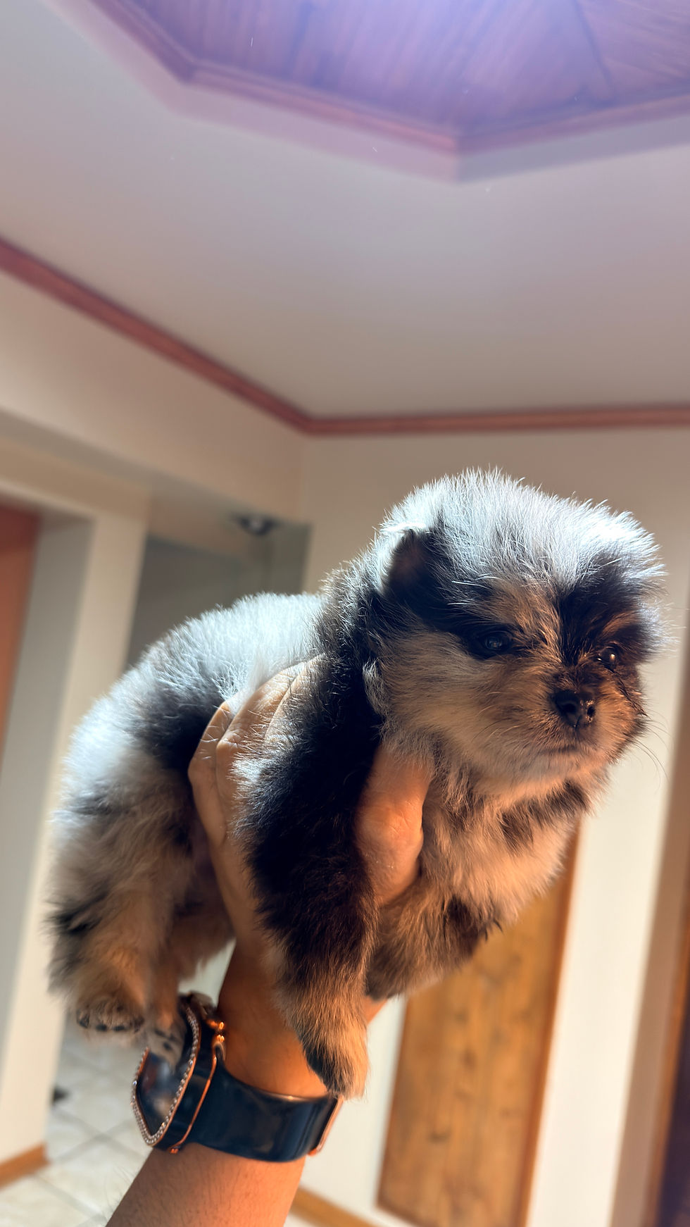 Thumbnail: "Vixen" Blue Merle Female