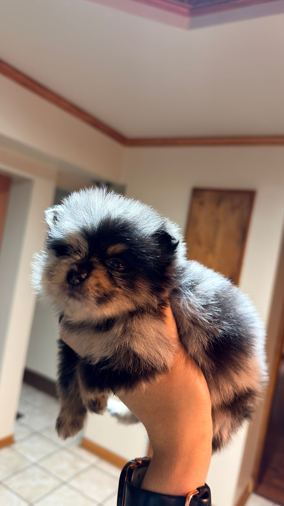 Thumbnail: "Vixen" Blue Merle Female