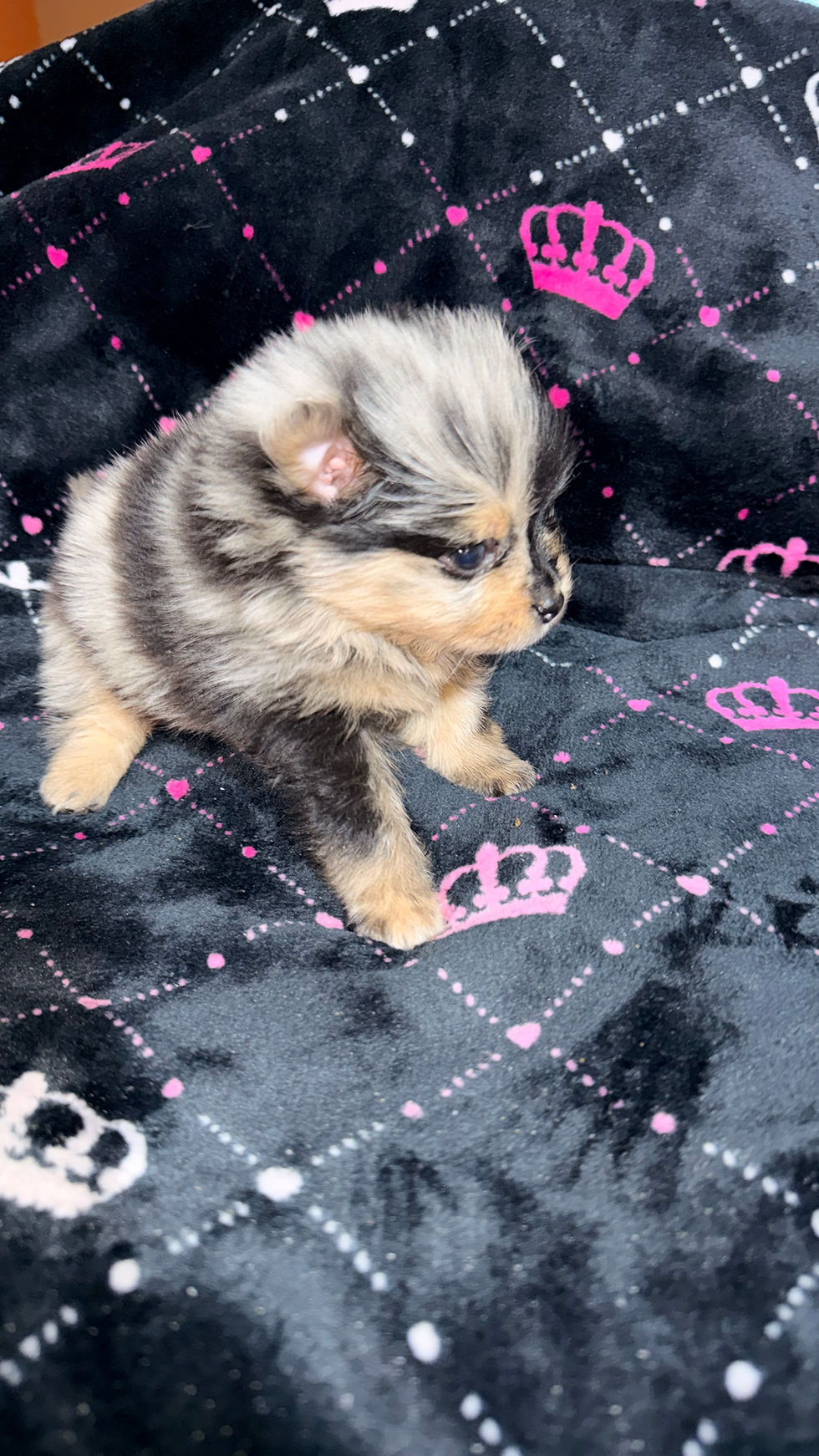 Thumbnail: "Vixen" Blue Merle Female