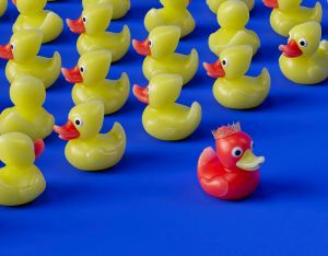 eine rote Plastikente unter vielen gelben Plastikenten