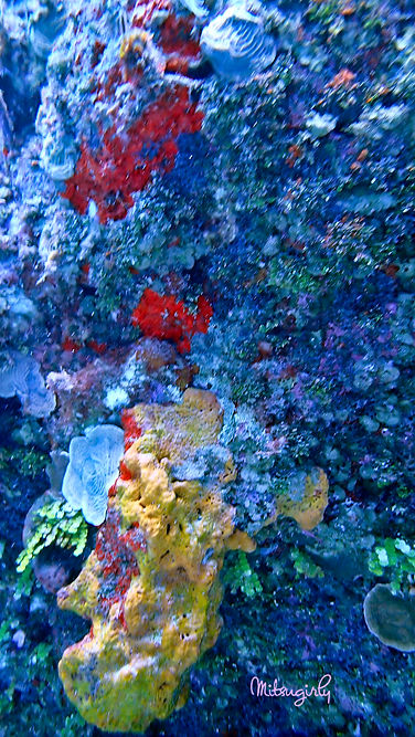 P8081297 copy.jpg