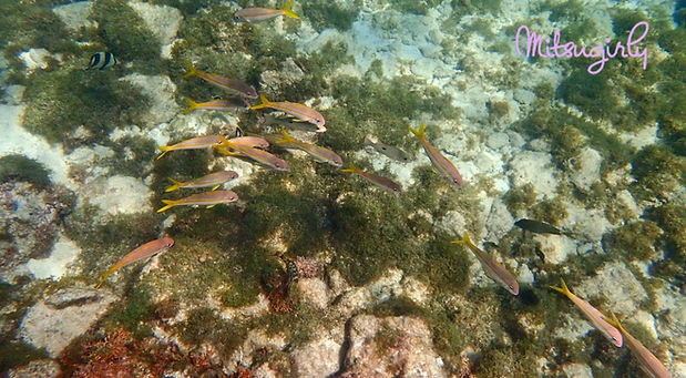 P8093033 copy.jpg