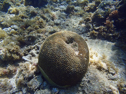 coral 6.jpg
