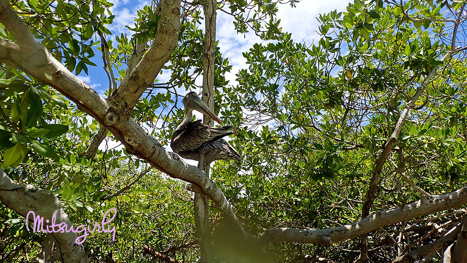 P8020952 copy.jpg