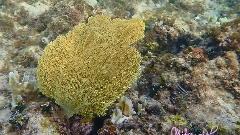 P8081512 copy.jpg