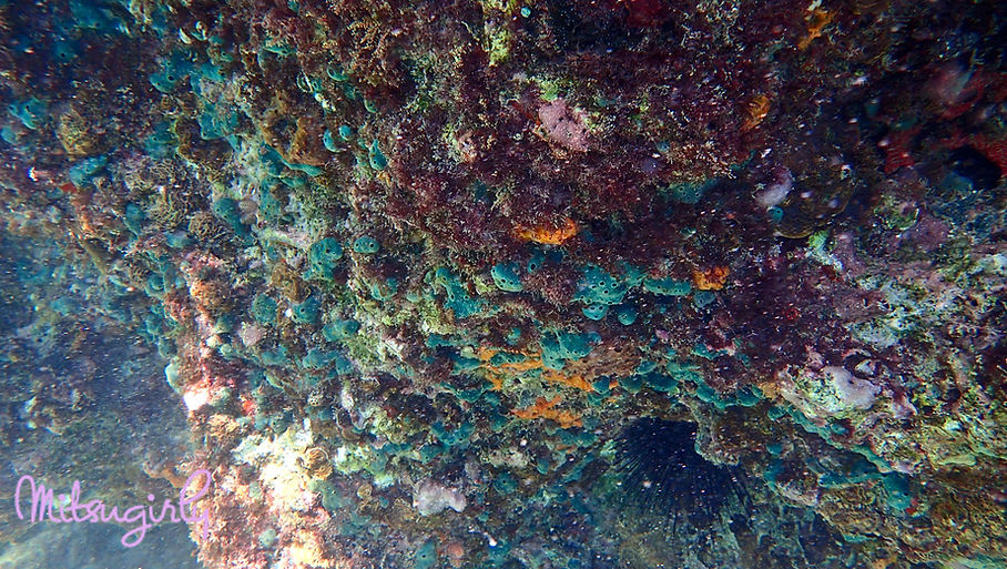 P8093018 copy.jpg