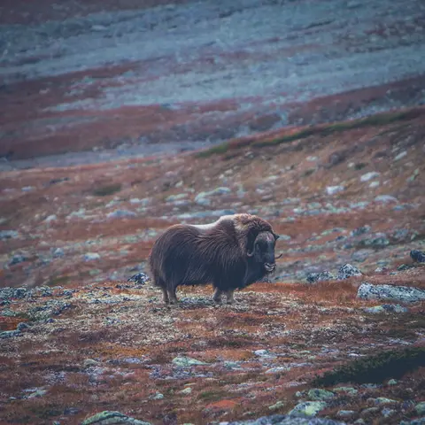 En moskus i fjellheimen i høstfarger.