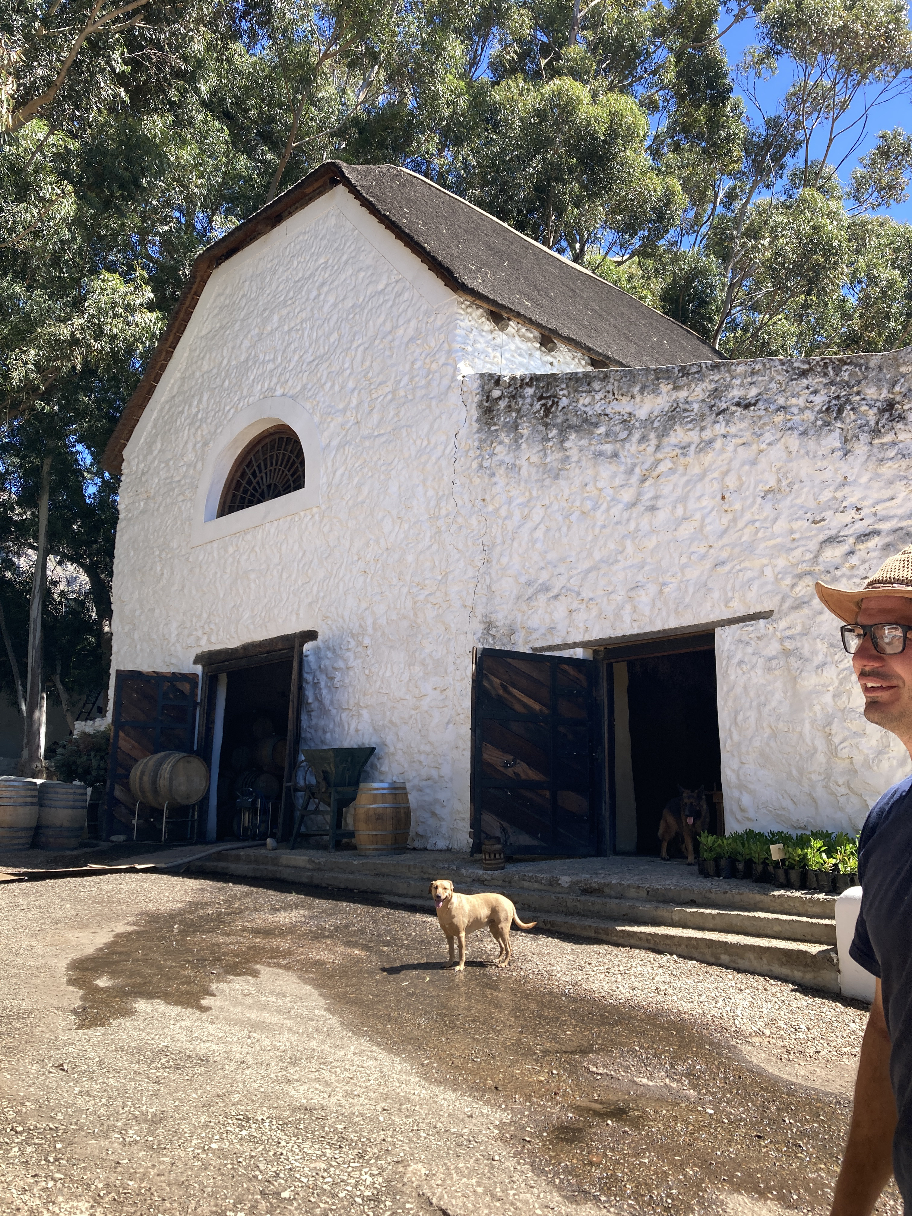 Stellenbosch Top Vineyards: Must-Visit Vineyards in Stellenbosch