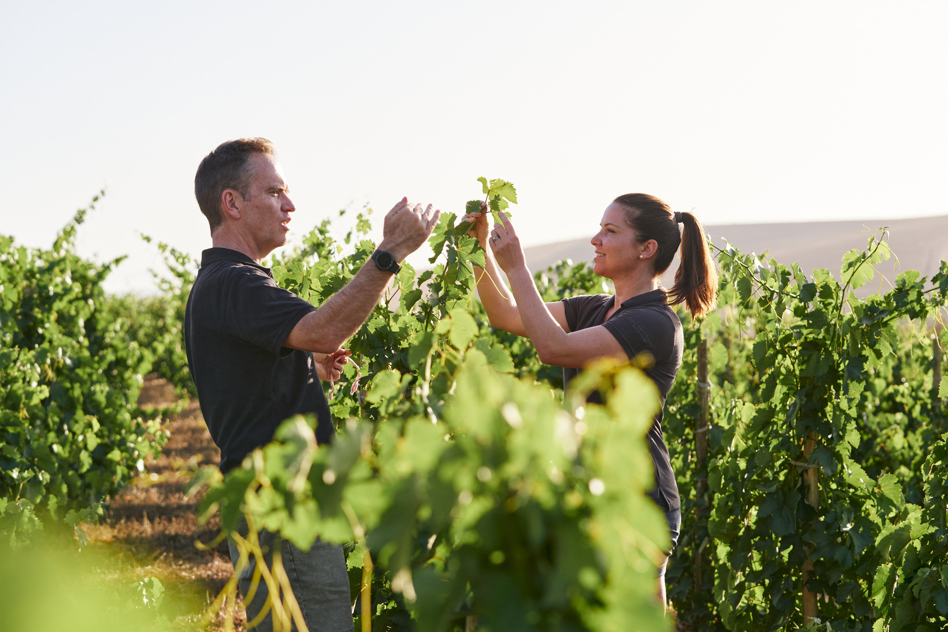 Exploring Swartland and the Excellence of Mullineux