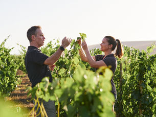 Exploring Swartland and the Excellence of Mullineux