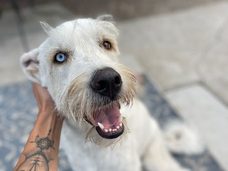 Calm Handler, Clear Dog: Why Your Emotional State Matters in Training