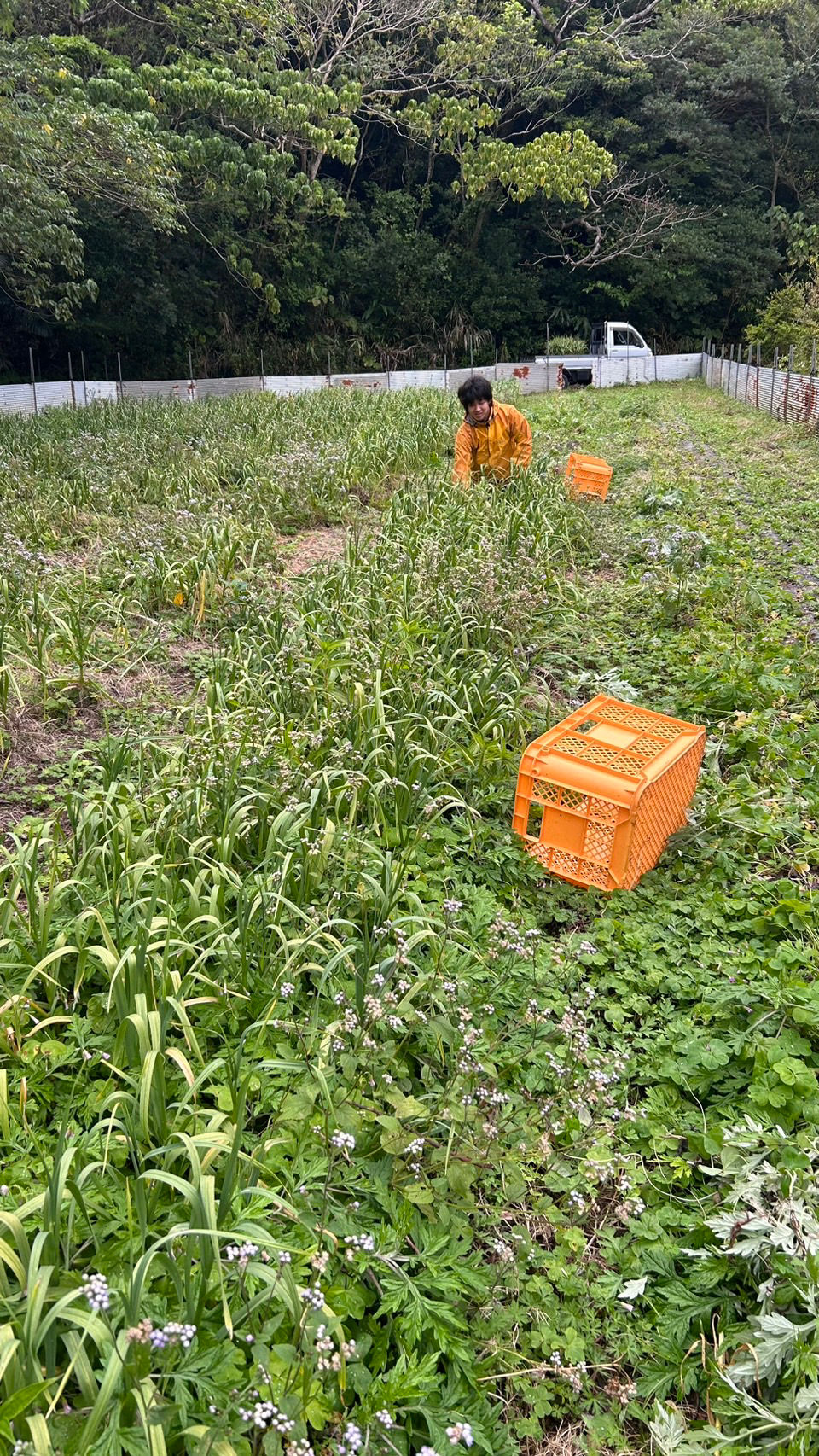 奄美の赤土から、まっしろな一粒へ。受け継いだ壺で仕込む<島ニンニク>の手仕事