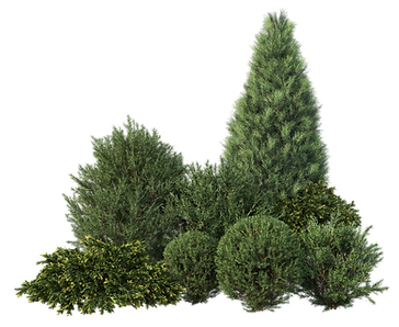trees and bushes