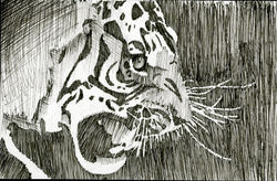 Inked Tiger
