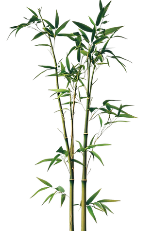 lush-green-bamboo-plant-tranquil-nature-image.png