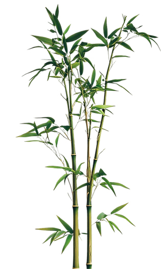 lush-green-bamboo-plant-tranquil-nature-image_edited.png
