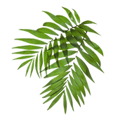 Green Palm Leaves_edited_edited_edited.p