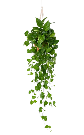 Untitled design (12).png