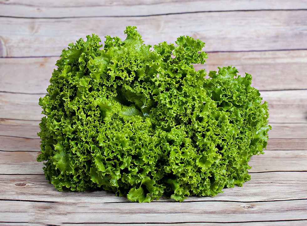 Lechuga escarola2 