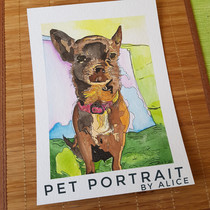 Brown chihuahua
