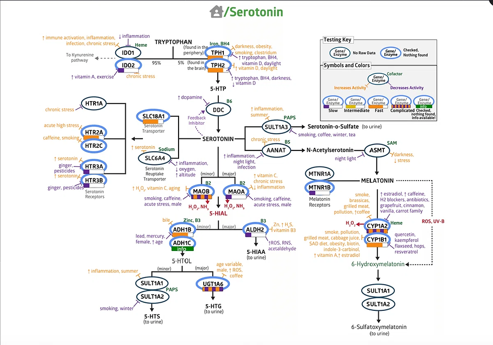 セロトニン代謝マップの例