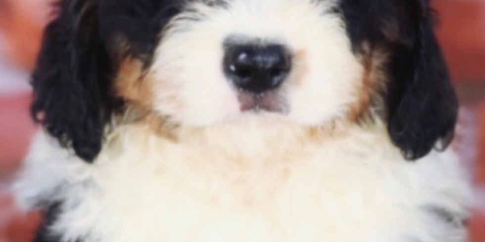 Golden Bernedoodle