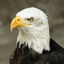 Writer: Aquila