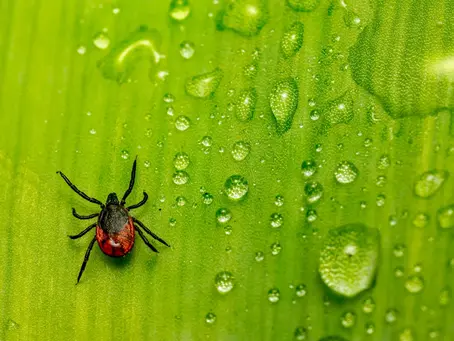 Tick on bright green leaf with water droplets, creating a fresh, vibrant scene.