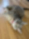 Cat Couple Luna-Tinksy.jpg