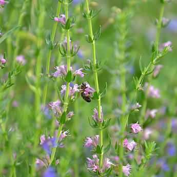 Hyssop w.jpg