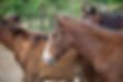 Tres caballos