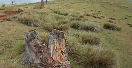 EU anti-deforestation law delayed for second year