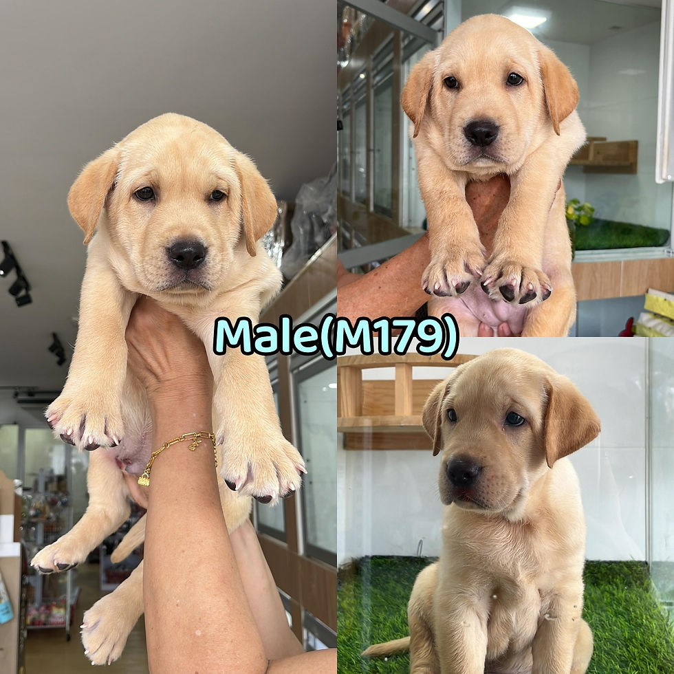 Labrador SOLD OUT 2025 已卖出相册