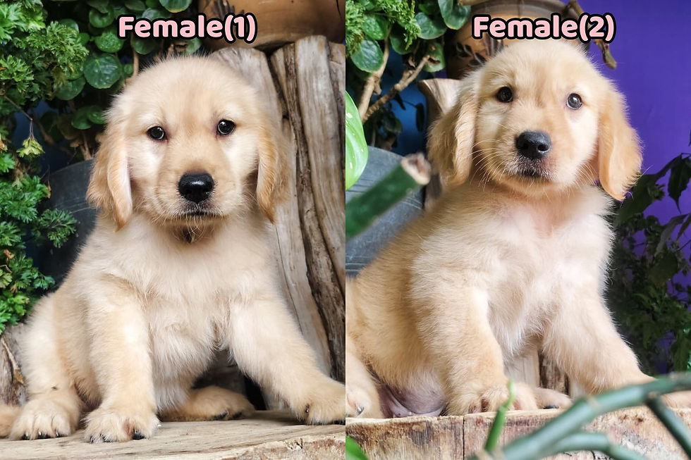 6 Weeks Old