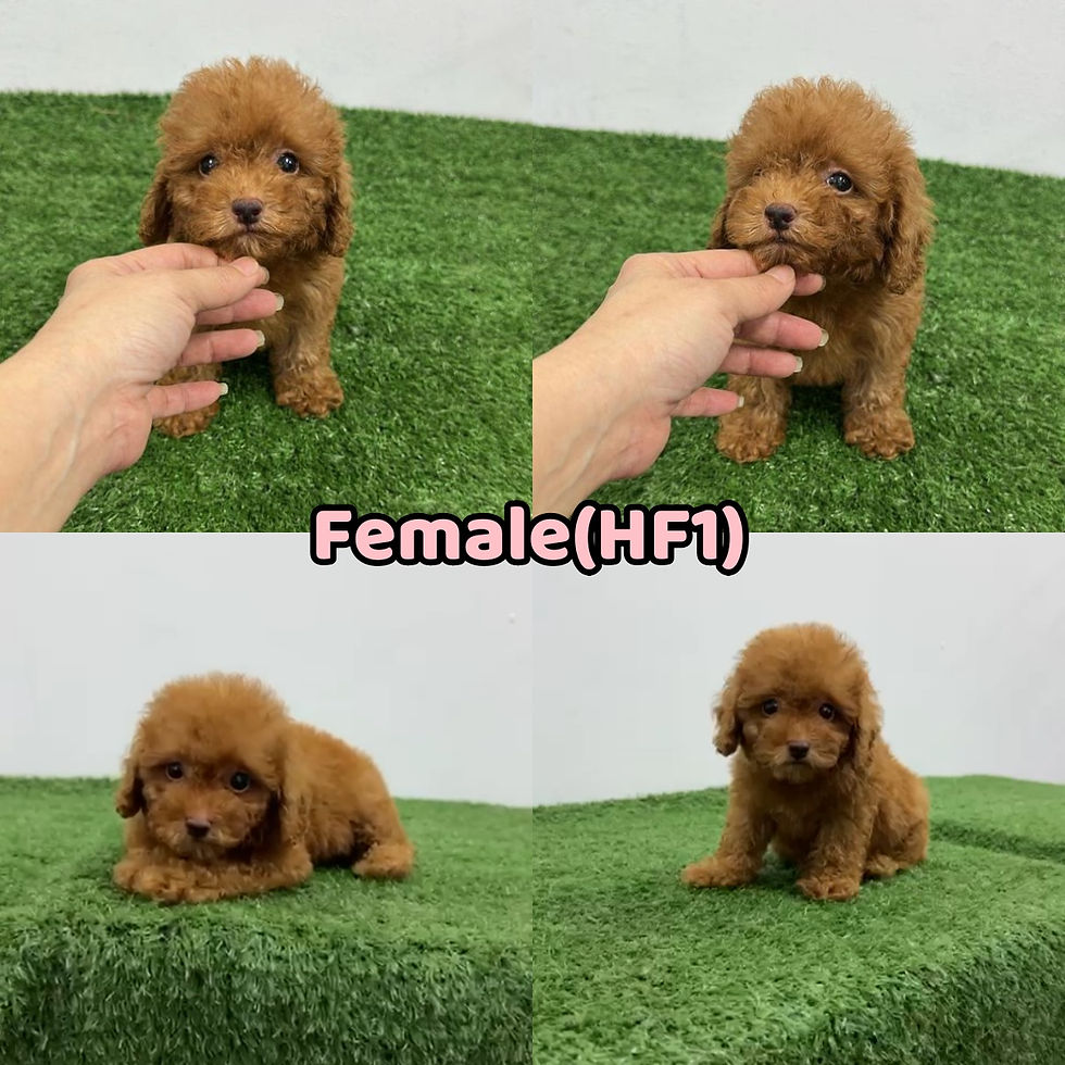 HF1