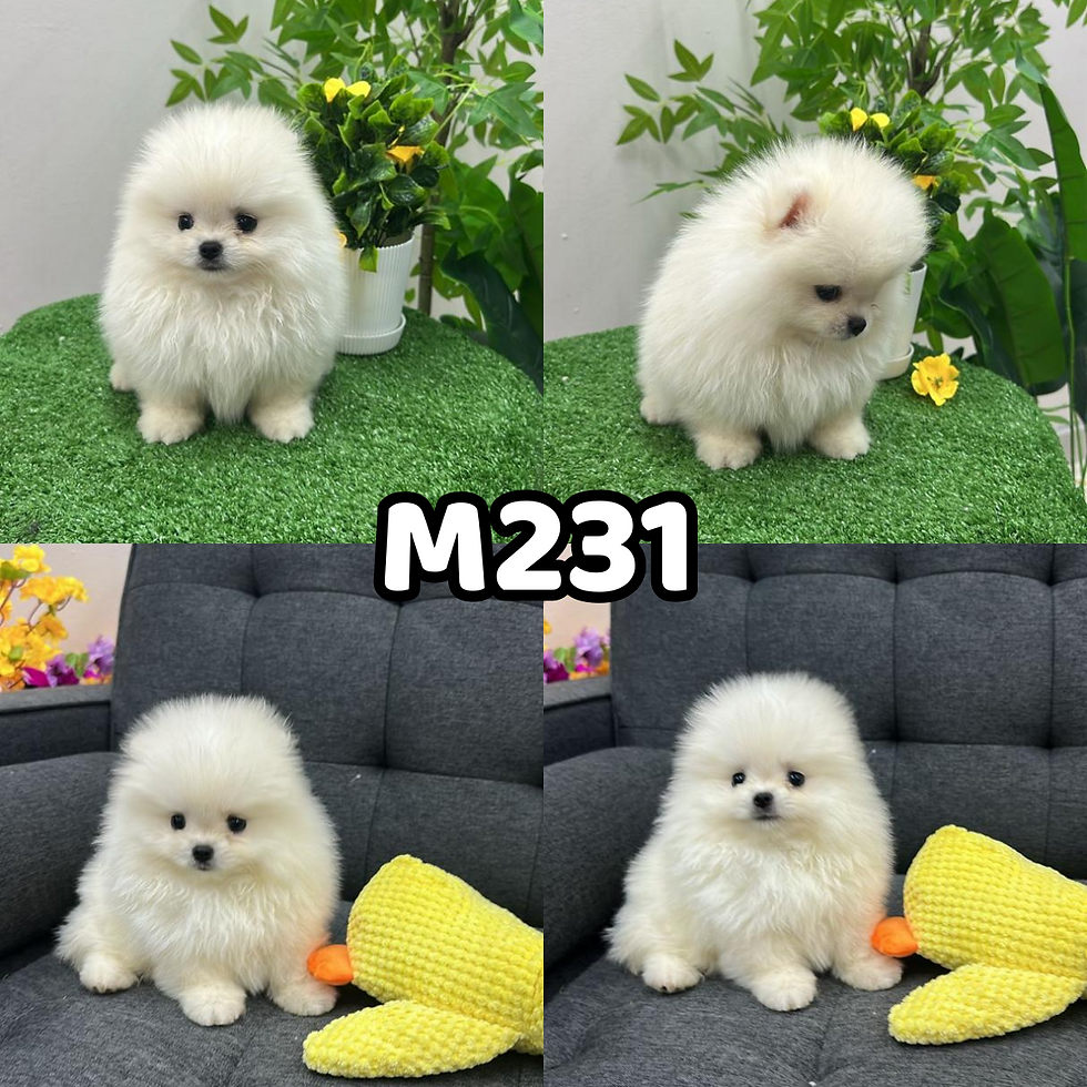 M231