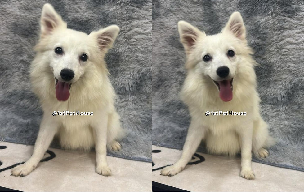 Japanese Spitz SOLD OUT Album 2026 已卖出相册