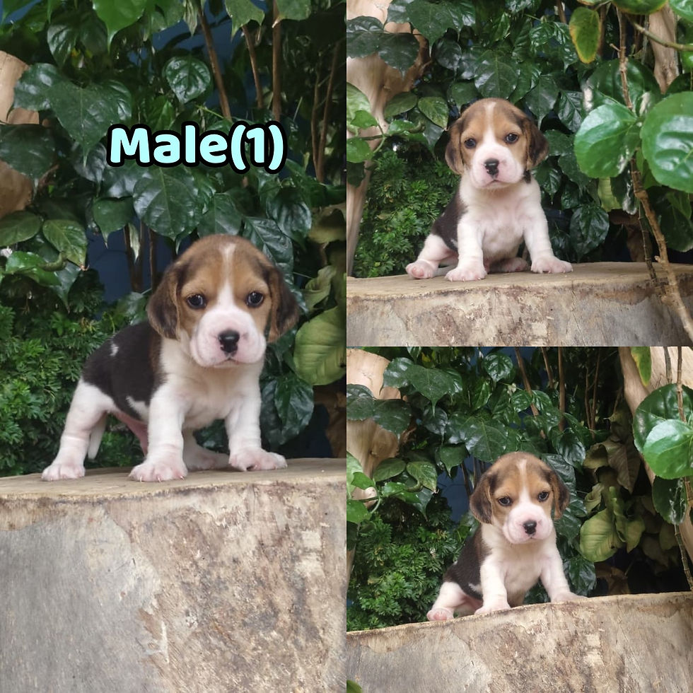 4 Weeks Old