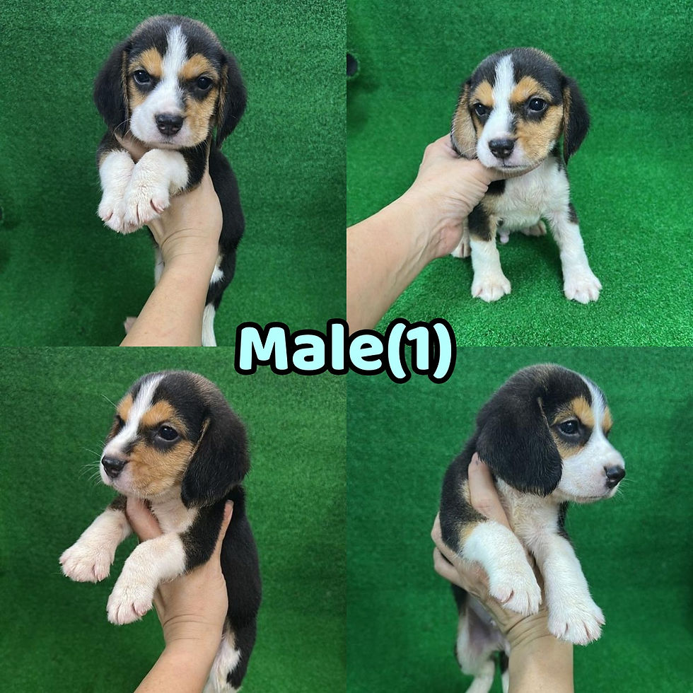 Male