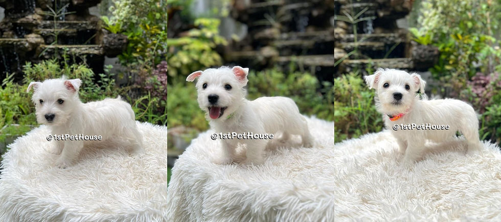 Westie SOLD OUT Album 2025 西高地白梗已卖出相册