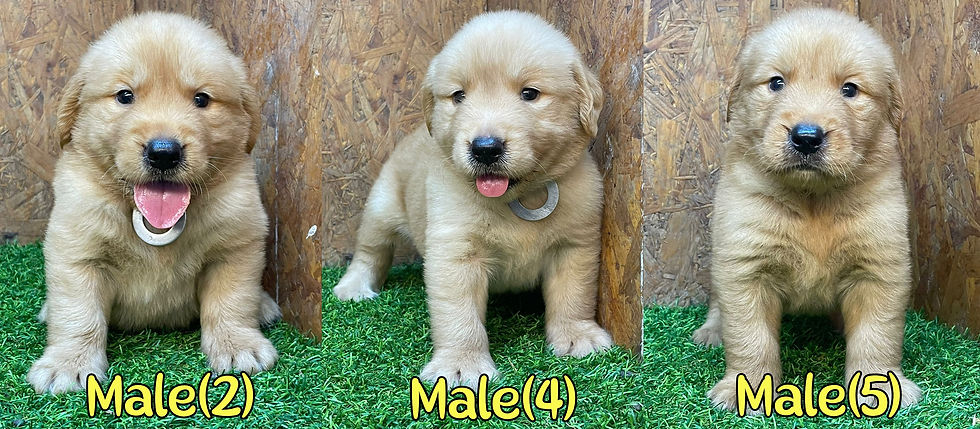 4 Weeks Old