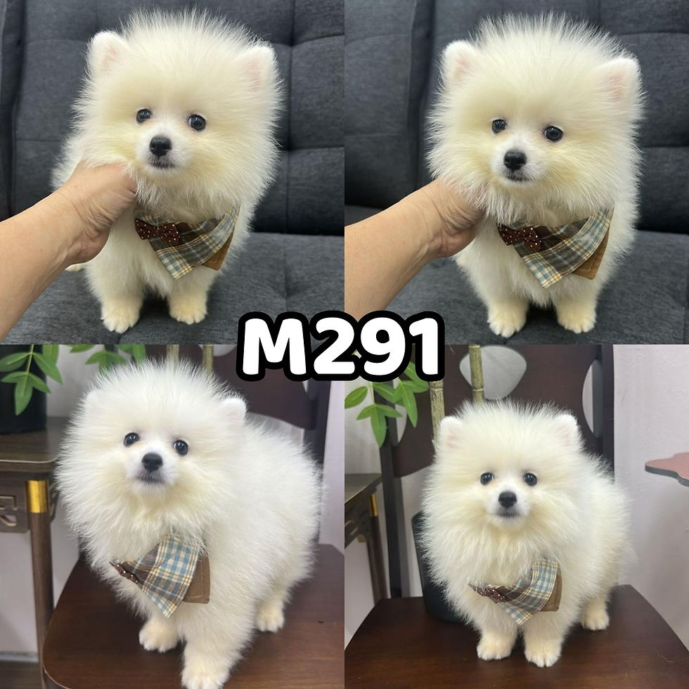 M291